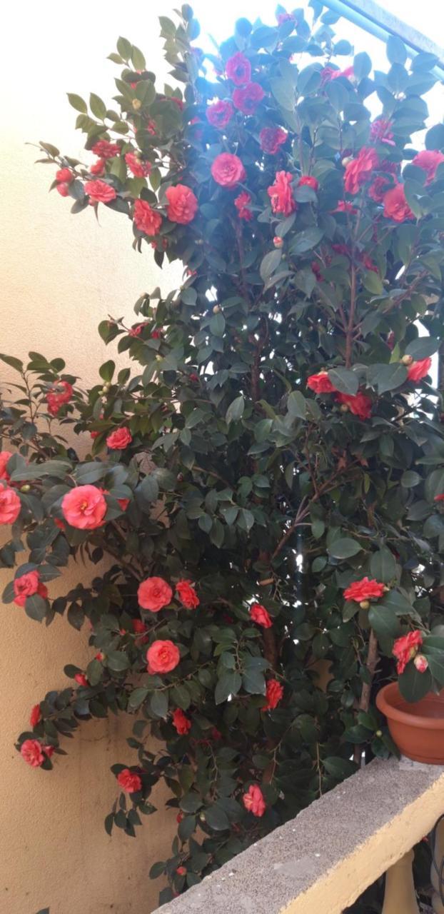 Apartmani Radovic 2 Budva Dış mekan fotoğraf